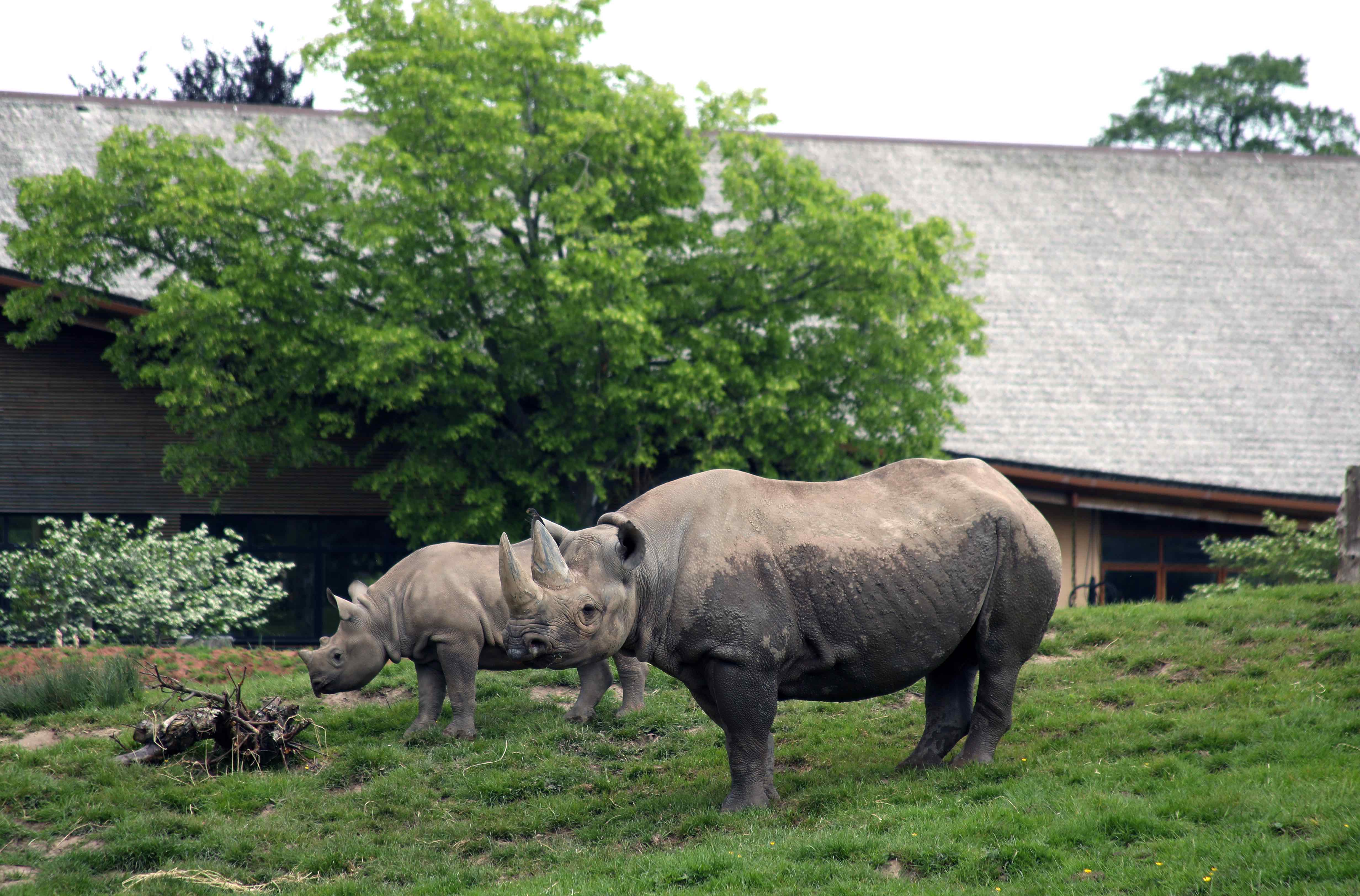 Heat pumps helping to warm endangered rhinos