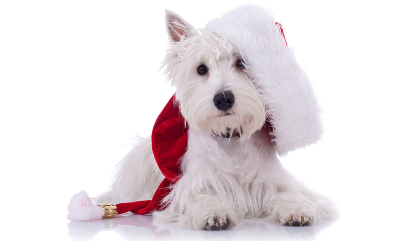 Specflue launches Christmas appeal for Crisis charity