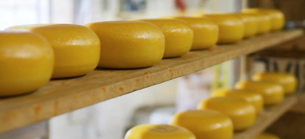 Clearfleau to harness the gas power of 4000 homes from cheese