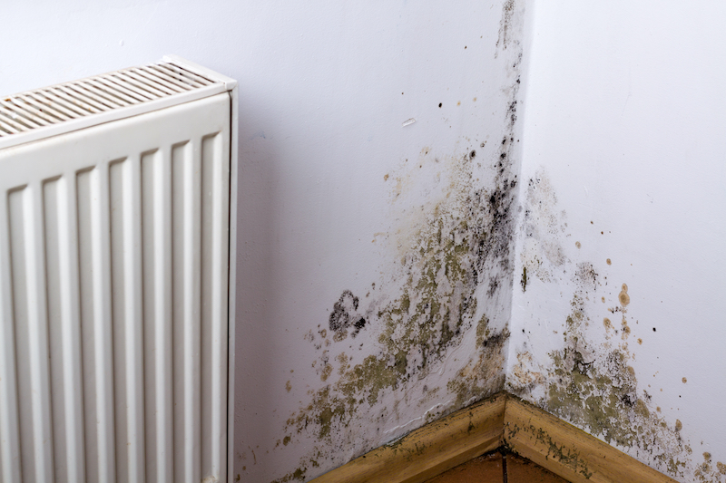 Report reveals mouldy matters in English homes